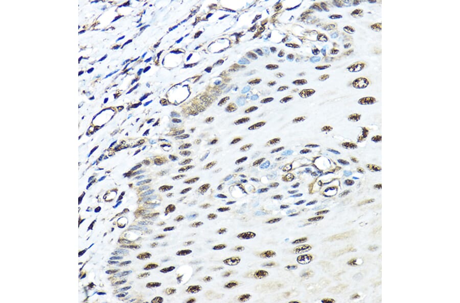 Immunohistochemistry - Anti-VCP Antibody (A14198) - Antibodies.com
