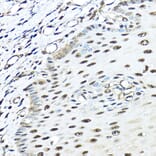 Immunohistochemistry - Anti-VCP Antibody (A14198) - Antibodies.com