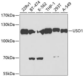 Western Blot - Anti-USO1 Antibody (A2796) - Antibodies.com