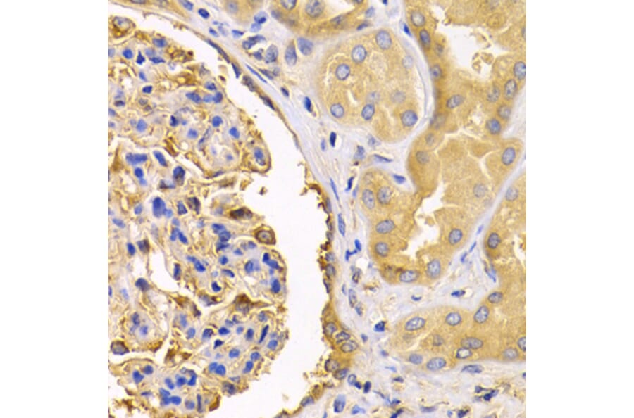 Immunohistochemistry - Anti-USO1 Antibody (A2796) - Antibodies.com
