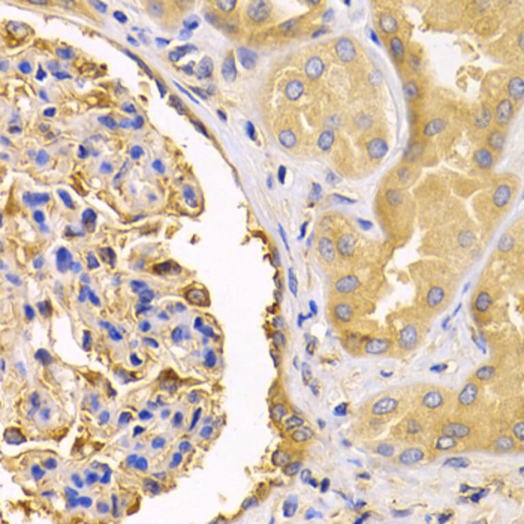 Immunohistochemistry - Anti-USO1 Antibody (A2796) - Antibodies.com