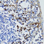 Immunohistochemistry - Anti-USO1 Antibody (A2796) - Antibodies.com