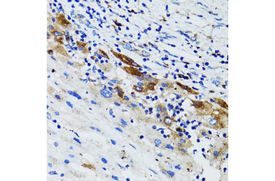 Immunohistochemistry - Anti-USO1 Antibody (A2796) - Antibodies.com
