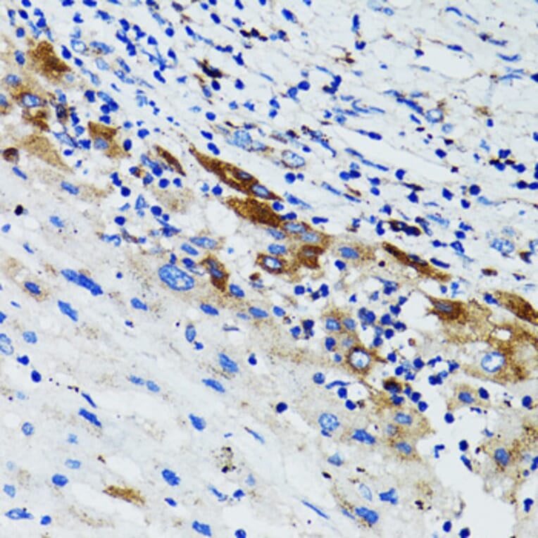 Immunohistochemistry - Anti-USO1 Antibody (A2796) - Antibodies.com