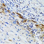 Immunohistochemistry - Anti-USO1 Antibody (A2796) - Antibodies.com
