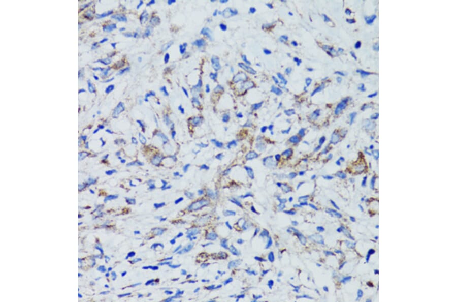 Immunohistochemistry - Anti-USO1 Antibody (A2796) - Antibodies.com