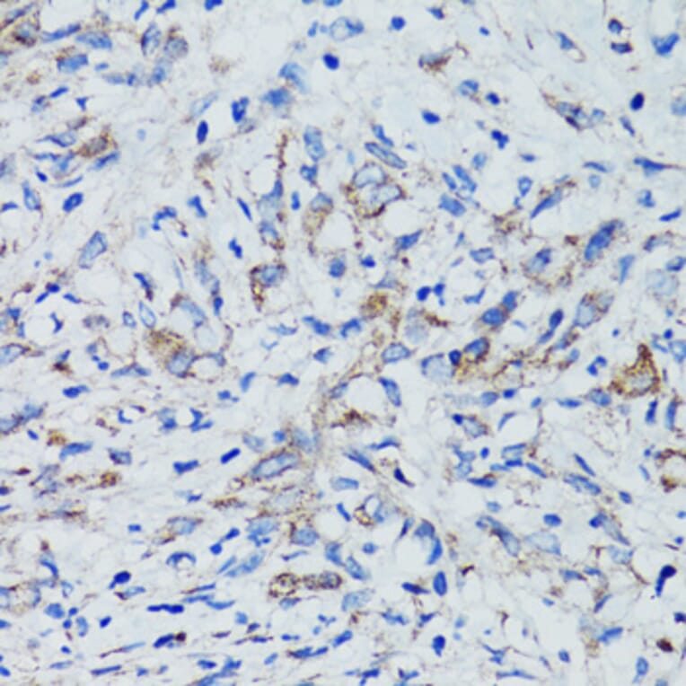 Immunohistochemistry - Anti-USO1 Antibody (A2796) - Antibodies.com
