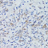 Immunohistochemistry - Anti-USO1 Antibody (A2796) - Antibodies.com