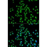 Immunofluorescence - Anti-USO1 Antibody (A2796) - Antibodies.com