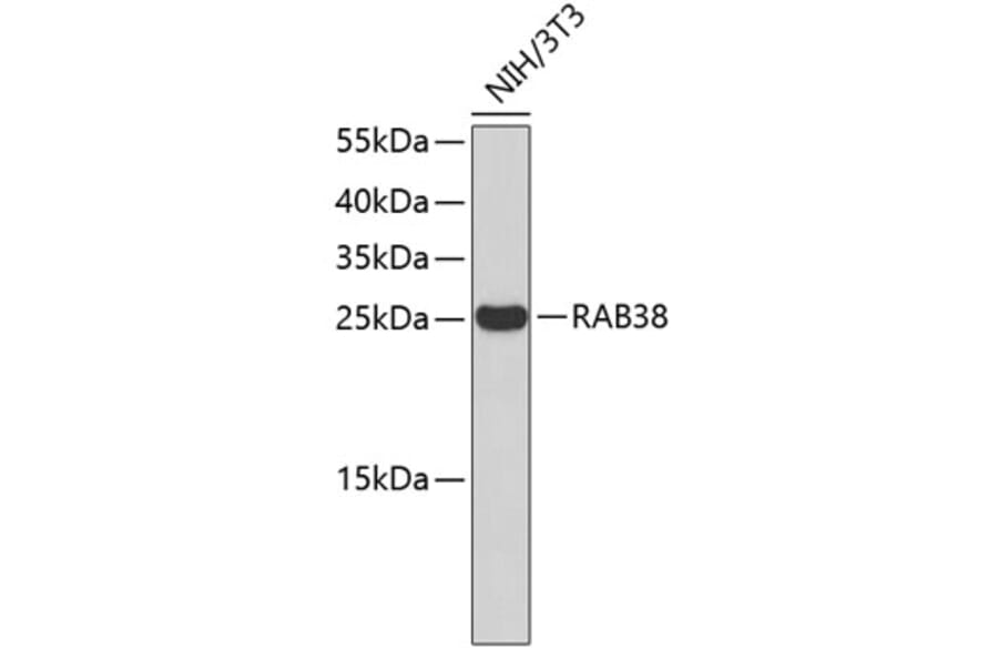 Western Blot - Anti-RAB38 Antibody (A2813) - Antibodies.com