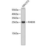 Western Blot - Anti-RAB38 Antibody (A2813) - Antibodies.com