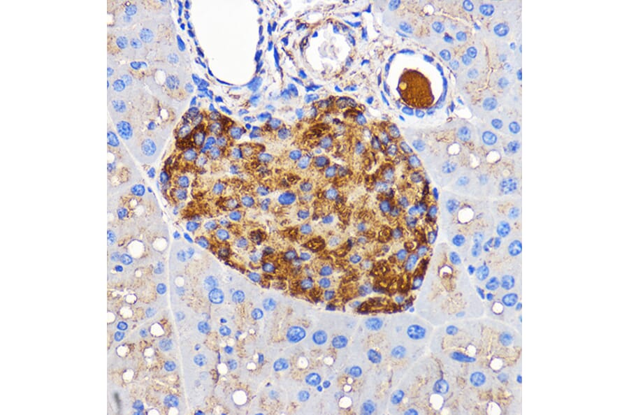 Immunohistochemistry - Anti-Amylin/DAP Antibody (A14211) - Antibodies.com