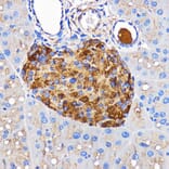 Immunohistochemistry - Anti-Amylin/DAP Antibody (A14211) - Antibodies.com