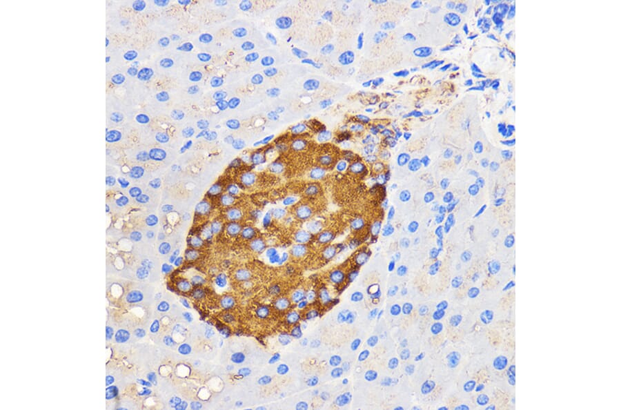 Immunohistochemistry - Anti-Amylin/DAP Antibody (A14211) - Antibodies.com