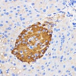 Immunohistochemistry - Anti-Amylin/DAP Antibody (A14211) - Antibodies.com