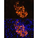 Immunofluorescence - Anti-Amylin/DAP Antibody (A14211) - Antibodies.com