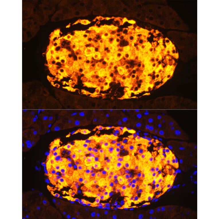 Immunofluorescence - Anti-Amylin/DAP Antibody (A14211) - Antibodies.com
