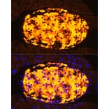 Immunofluorescence - Anti-Amylin/DAP Antibody (A14211) - Antibodies.com