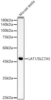 Western blot analysis of extracts of various cell lines, using Anti-SLC7A5 Antibody (A2833) at 1:1,000 dilution.
Secondary antibody: Goat Anti-Rabbit IgG (H+L) (HRP) (AS014) at 1:10,000 dilution.
Lysates / proteins: 25µg per lane.
Blocking buffer: 3% non-fat dry milk in TBST.
Detection: ECL Basic Kit (RM00020).
Exposure time: 90s.