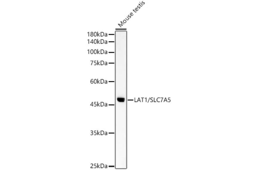 Western Blot - Anti-SLC7A5/LAT1 Antibody (A14216) - Antibodies.com