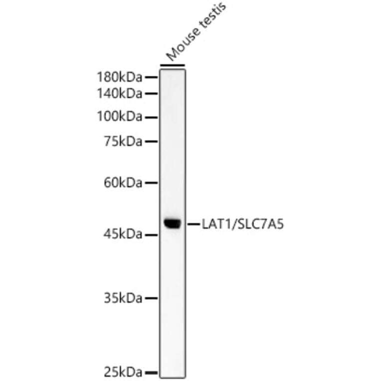 Western Blot - Anti-SLC7A5/LAT1 Antibody (A14216) - Antibodies.com
