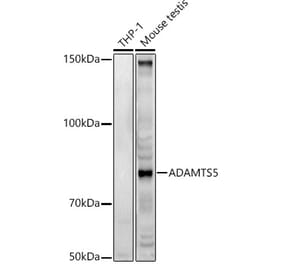 Western Blot - Anti-ADAMTS5 Antibody (A14217) - Antibodies.com