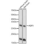 Western Blot - Anti-Aquaporin 3 Antibody (A14218) - Antibodies.com