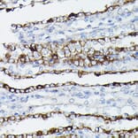 Immunohistochemistry - Anti-Aquaporin 3 Antibody (A14218) - Antibodies.com