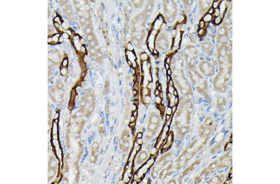 Immunohistochemistry - Anti-Aquaporin 3 Antibody (A14218) - Antibodies.com