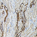 Immunohistochemistry - Anti-Aquaporin 3 Antibody (A14218) - Antibodies.com