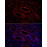 Immunofluorescence - Anti-Aquaporin 3 Antibody (A14218) - Antibodies.com