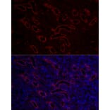 Immunofluorescence - Anti-Aquaporin 3 Antibody (A14218) - Antibodies.com