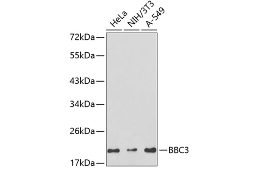 Western Blot - Anti-BBC3 Antibody (A2846) - Antibodies.com