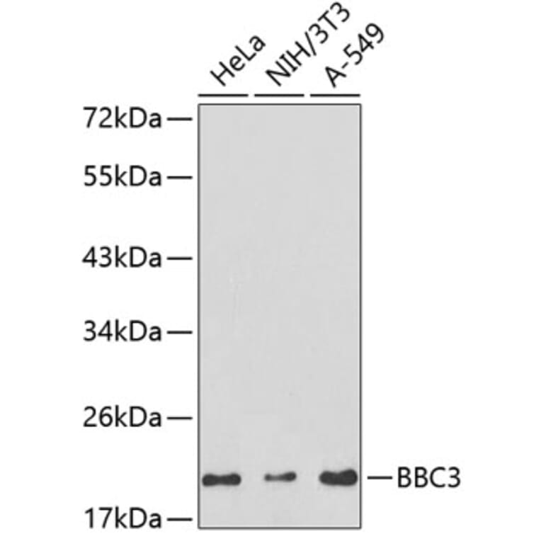 Western Blot - Anti-BBC3 Antibody (A2846) - Antibodies.com
