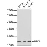 Western Blot - Anti-BBC3 Antibody (A2846) - Antibodies.com
