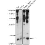 Western Blot - Anti-TARC/CCL17 Antibody (A14223) - Antibodies.com