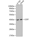 Western Blot - Anti-CCR7 Antibody (A2857) - Antibodies.com