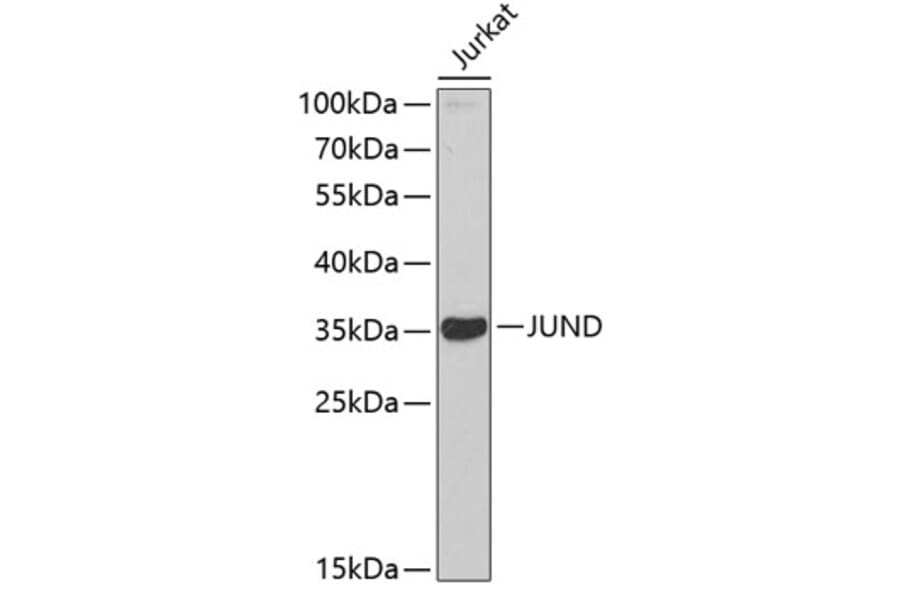 Western Blot - Anti-JUND Antibody (A2867) - Antibodies.com