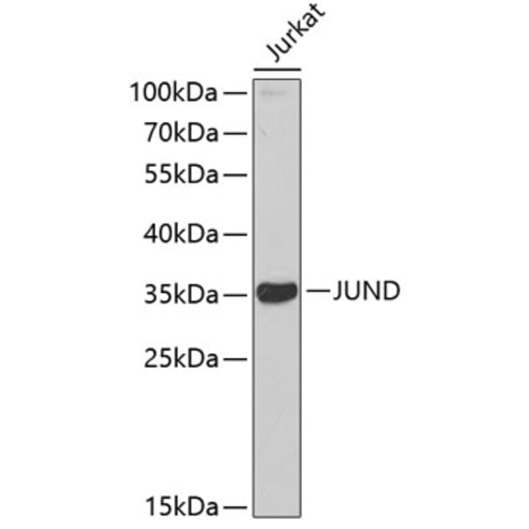 Western Blot - Anti-JUND Antibody (A2867) - Antibodies.com