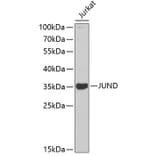 Western Blot - Anti-JUND Antibody (A2867) - Antibodies.com