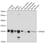 Western Blot - Anti-CSNK2B Antibody (A2869) - Antibodies.com