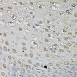 Immunohistochemistry - Anti-CSNK2B Antibody (A2869) - Antibodies.com