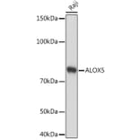 Western Blot - Anti-5 Lipoxygenase/5-LO Antibody [ARC1926] (A14230) - Antibodies.com