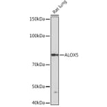 Western Blot - Anti-5 Lipoxygenase/5-LO Antibody [ARC1926] (A14230) - Antibodies.com