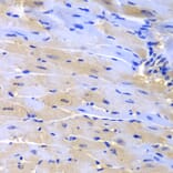 Immunohistochemistry - Anti-CUL2 Antibody (A2881) - Antibodies.com