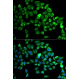 Immunofluorescence - Anti-CUL2 Antibody (A2881) - Antibodies.com