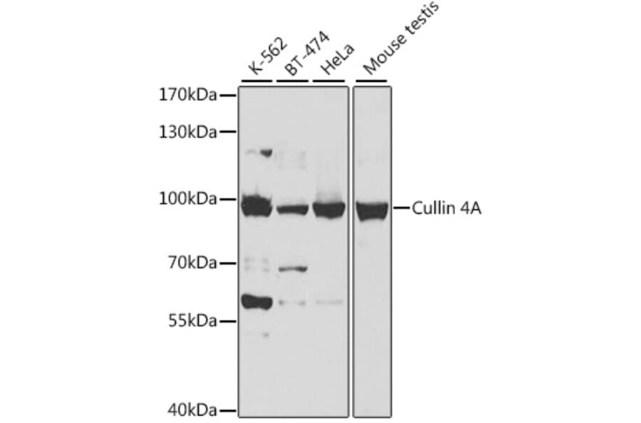 Western Blot - Anti-Cullin 4A/CUL-4A Antibody (A14234) - Antibodies.com