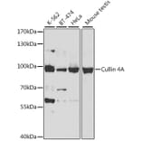 Western Blot - Anti-Cullin 4A/CUL-4A Antibody (A14234) - Antibodies.com