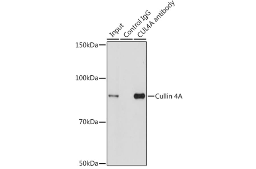 Western Blot - Anti-Cullin 4A/CUL-4A Antibody (A14234) - Antibodies.com
