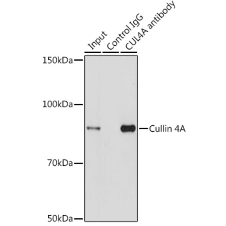 Western Blot - Anti-Cullin 4A/CUL-4A Antibody (A14234) - Antibodies.com